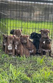 Cuccioli American Pitbull Terrier Ukc/Adba