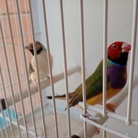 Coppia di Diamanti di Gould