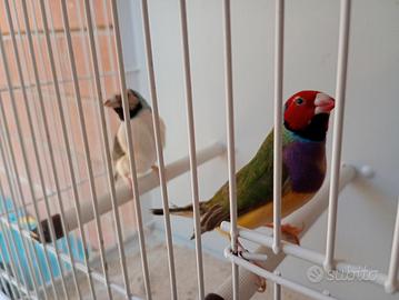 Coppia di Diamanti di Gould