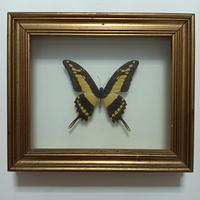 Farfalla tassidermizzata in cornice vintage