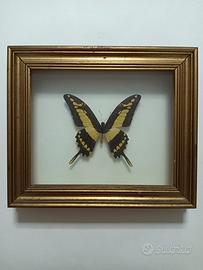 Farfalla tassidermizzata in cornice vintage