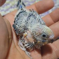 Cocorite allevati a mano