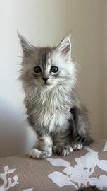 Maine coon pedigree XXL