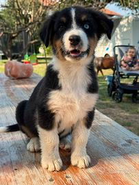 Cucciolo pastore australiano