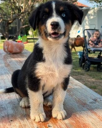 Cucciolo pastore australiano