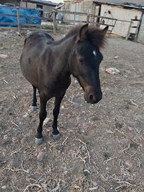 Pony