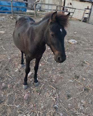Pony