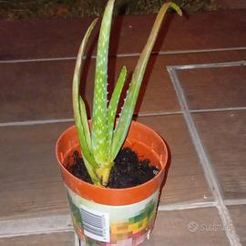 aloe vera varie misure 