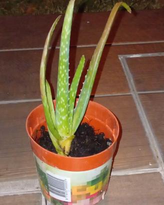 aloe vera varie misure 