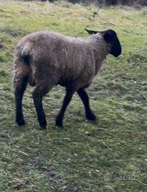 Pecore: montone Suffolk