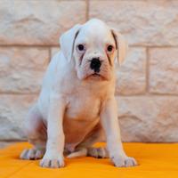 Cuccioli bianchi di boxer pedigree enci