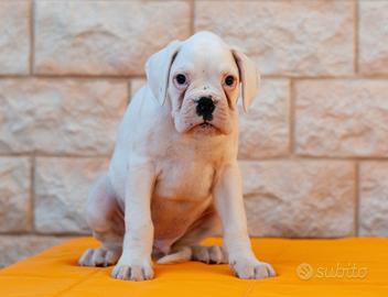 Cuccioli bianchi di boxer pedigree enci