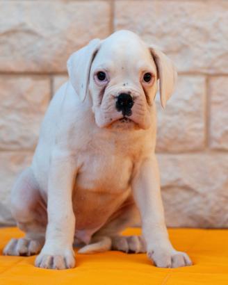 Cuccioli bianchi di boxer pedigree enci