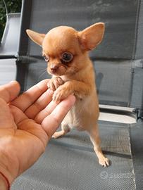 Chihuahua mini toy