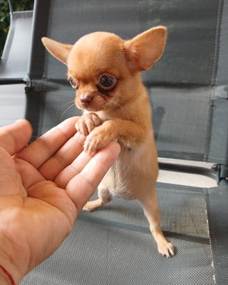 Chihuahua mini toy