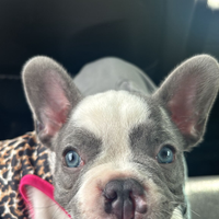 Cucciola di bulldog francese