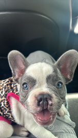 Cucciola di bulldog francese