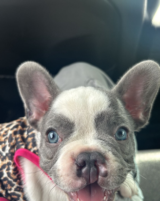 Cucciola di bulldog francese