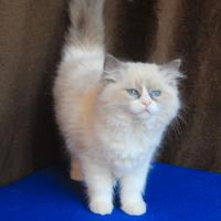 NEVEAH cucciola ragdoll con pedigree