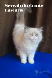NEVEAH cucciola ragdoll con pedigree