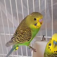 Pappagallino