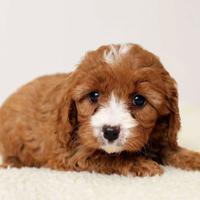 Cuccioli di cavapoo sol ofemmine