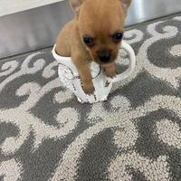 Cuccioli chihuahua