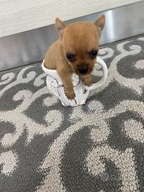 Cuccioli chihuahua