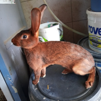 Coniglio razza lepre belga