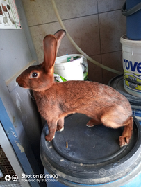 Coniglio razza lepre belga