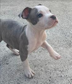 Cuccioli amstaff