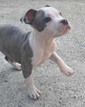 Cuccioli amstaff