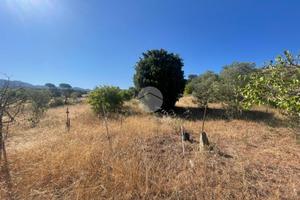 TER. AGRICOLO A QUARTUCCIU