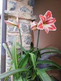 Giglio Amaryllis "Tricolore Italia" 1 bulbo gr.