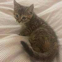 Stupendo gattino di nove settimane tigrato