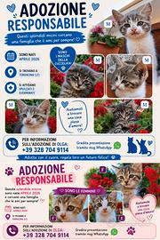 Gattini