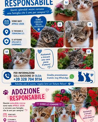 Gattini