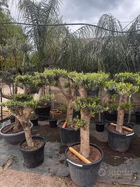 Olivi Bonsai esposizione