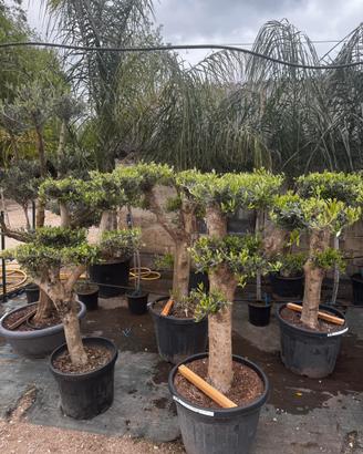 Olivi Bonsai esposizione