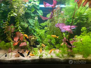 Pesci acquario dolce