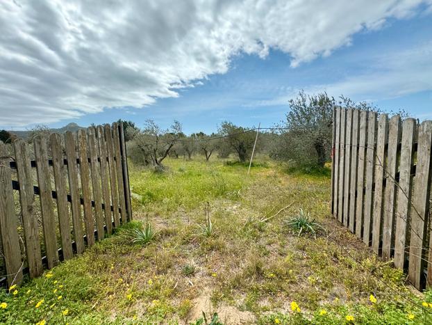 Terreno agricolo pianeggiante con uliveto