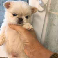 Chihuahua