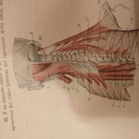 antica enciclopedia sulla anatomia umana