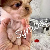 Symba maschio chihuahua prenotabile pedigree thai