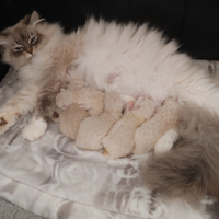 Cuccioli siberiano ipoallergenico