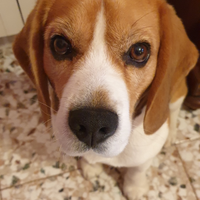 Beagle per Accoppiamento