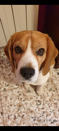 Beagle per Accoppiamento