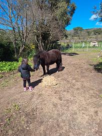 Pony femmina