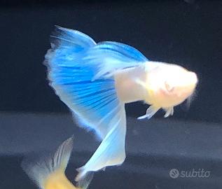 Guppy show guppy selezionati blue albino