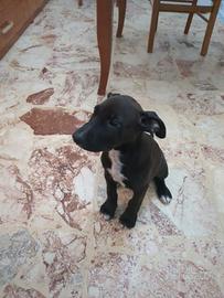 Pitbul